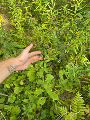 Solidago patula