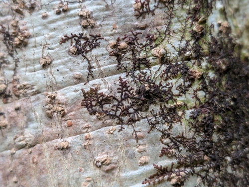Frullania meyeniana observed 2026-09-12