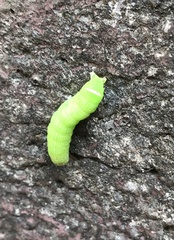 Orthosia cerasi