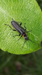 Cantharis obscura
