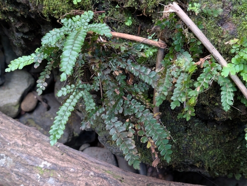 Adiantum hispidulum, 2026-09-12