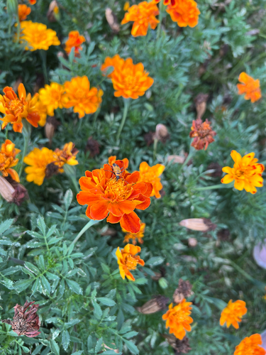 Goldenrod Soldier Beetle