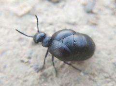 Eurymeloe