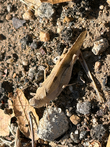 iNaturalist observation photo of Trimerotropini