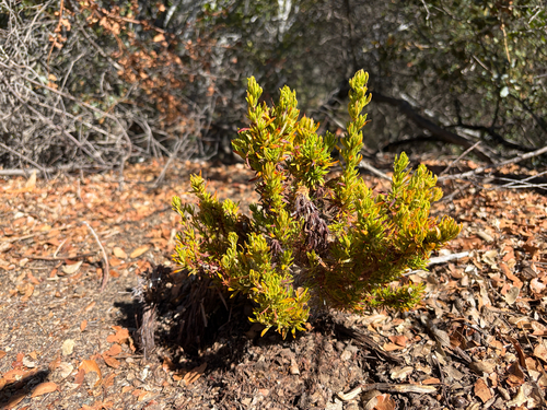 iNaturalist observation photo of California Buckwheat