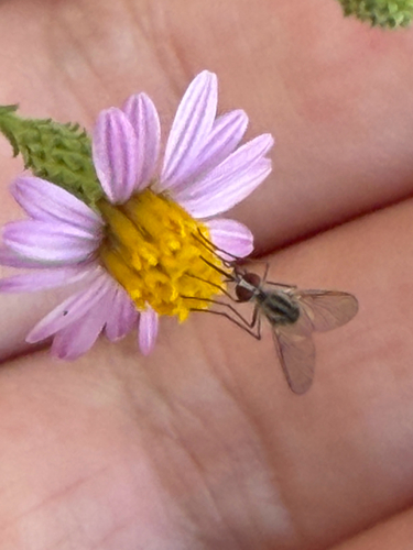 iNaturalist observation photo of Bee Flies