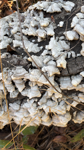 iNaturalist observation photo of Mushrooms, Bracket Fungi, Puffballs, and Allies