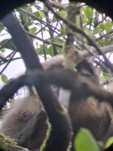 Malabar Sacred Langur