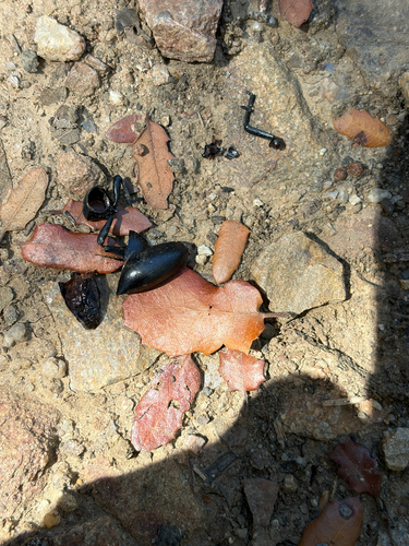 iNaturalist observation photo of Darkling Beetles