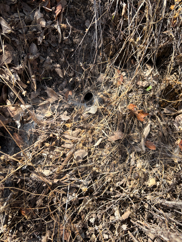 iNaturalist observation photo of Grass Spiders