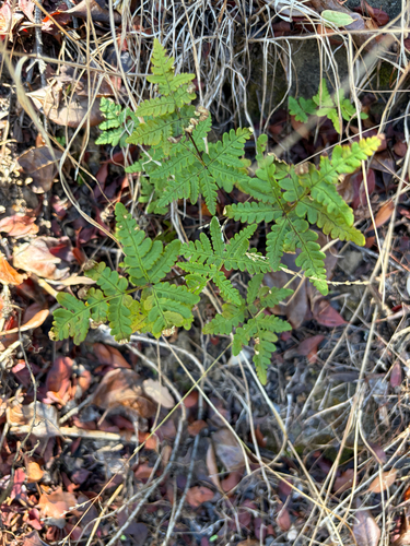iNaturalist observation photo of goldback fern