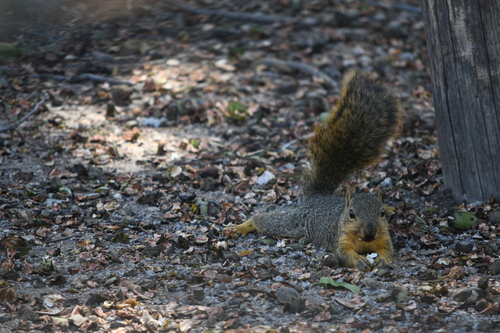 Eastern Fox Squirrel