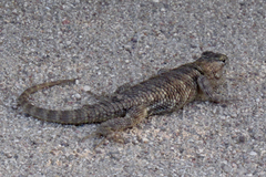 Sceloporus bimaculosus