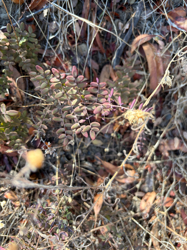 iNaturalist observation photo of Coffee Fern