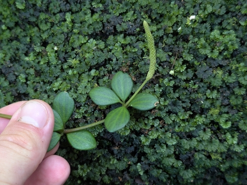 Peperomia tetraphylla observed 2026-09-12