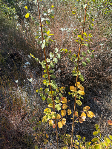 iNaturalist observation photo of California Ash