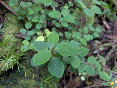 Peperomia leptostachya, photograph author not stated, no rights reserved