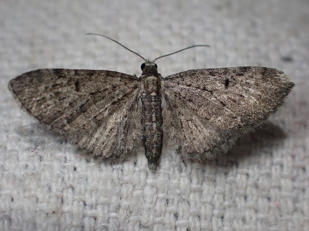 Fletcher's Pug Moth