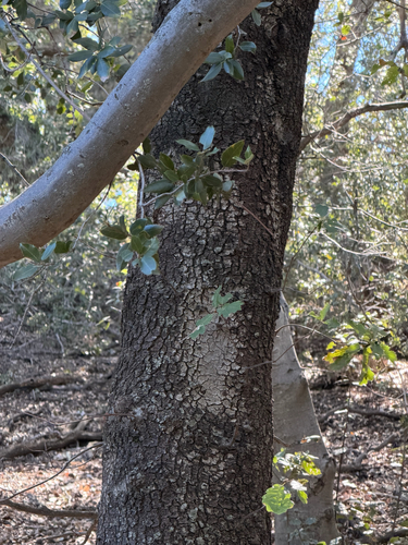 Quercus × morehus, photograph 2
