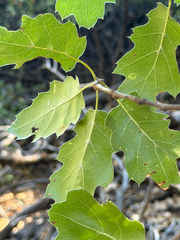 Quercus × morehus, photograph (c) klicklo, some rights reserved (CC BY)