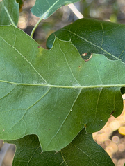 Quercus × morehus, photograph (c) klicklo, some rights reserved (CC BY)
