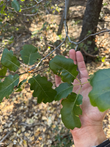 Quercus morehus