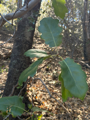 Quercus × morehus, photograph (c) klicklo, some rights reserved (CC BY)