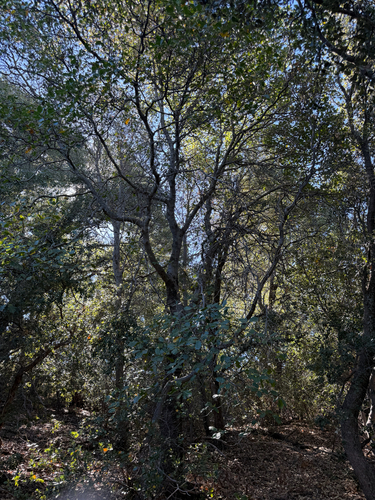 Quercus × morehus, photograph 6