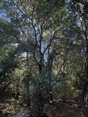 Quercus × morehus, photograph (c) klicklo, some rights reserved (CC BY)