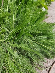 Achillea millefolium