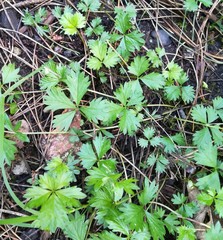 Potentilla anglica