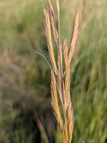 prairie cordgrass