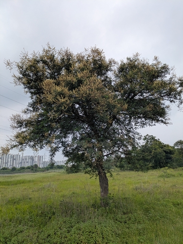 Vachellia leucophloea