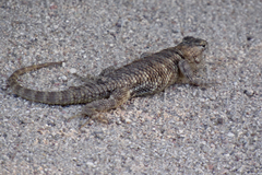 Sceloporus bimaculosus