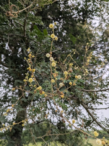 Vachellia leucophloea, photograph 2