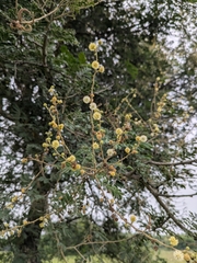 Vachellia leucophloea, photograph (c) Shikha Sreenivas, some rights reserved (CC BY)