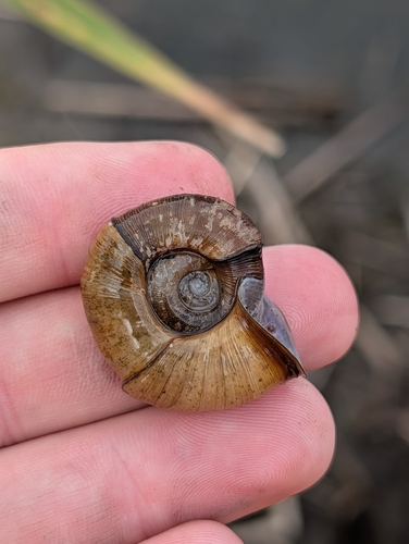 Marsh Ramshorn