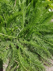 Achillea millefolium