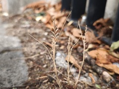 (c) arthur_haendler, some rights reserved (CC BY) Catapodium rigidum, photograph (c) arthur_haendler, some rights reserved (CC BY)