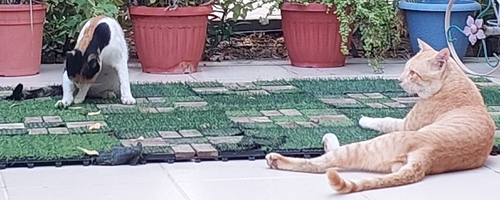 Domestic Cat