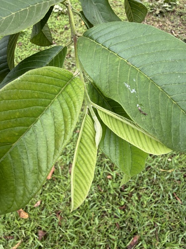 Psidium guajava observed 2026-09-10