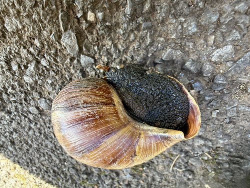Lissachatina fulica observed 2026-09-12
