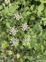 Chaerophyllum temulum