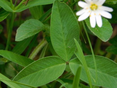 Trifolium medium