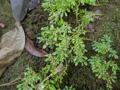 Pilea microphylla observed 2026-09-12