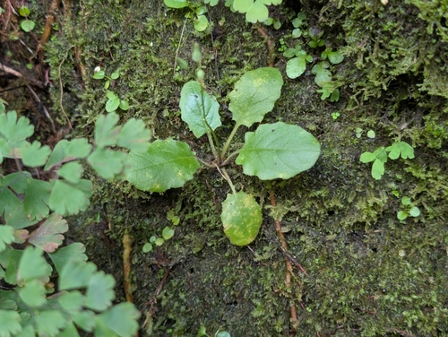 Youngia japonica, 2026-09-12