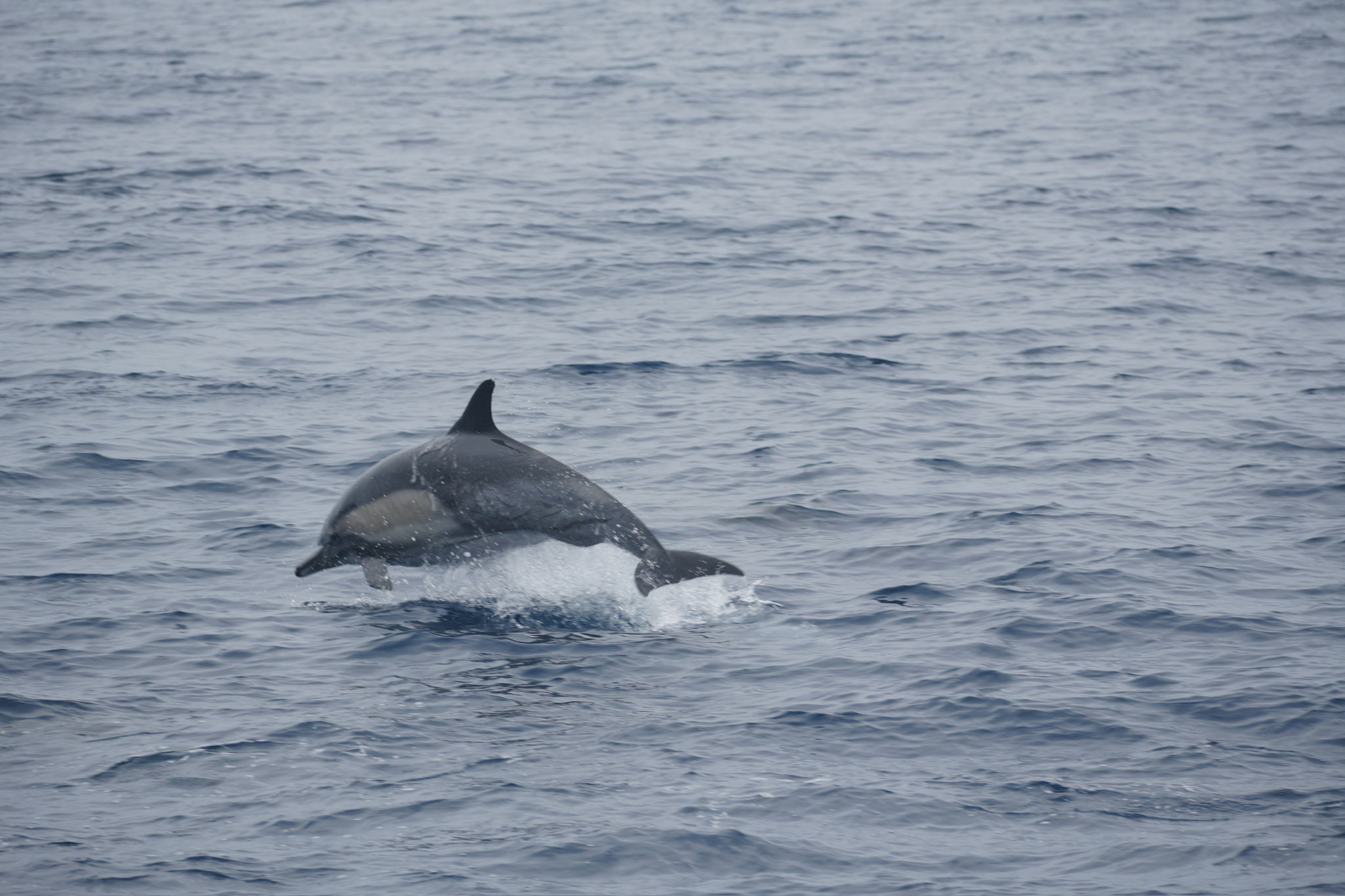 Delphinus delphis