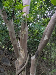 Sterculia urens, photograph (c) Shikha Sreenivas, some rights reserved (CC BY)