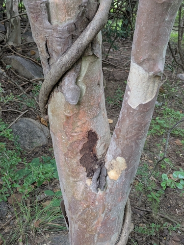 Sterculia urens, photograph 6