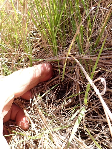 Agrostis stolonifera, photograph 3